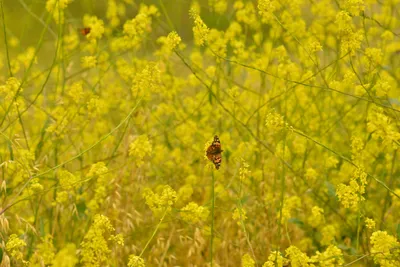 DSC_6489 (Large).JPG